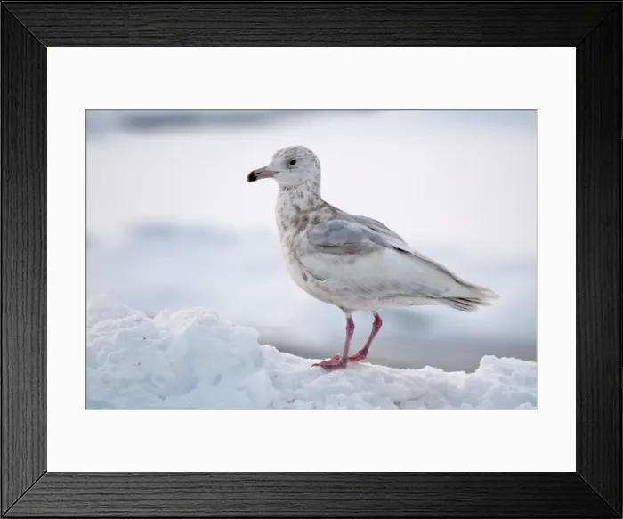 Framed Print : Slaty-backed Gull - second winter bird standing on sea ice - Hokkaido Island - Japan Framed Print : Slaty-backed Gull - second winter bird standing on sea ice - Hokkaido Island - Japan