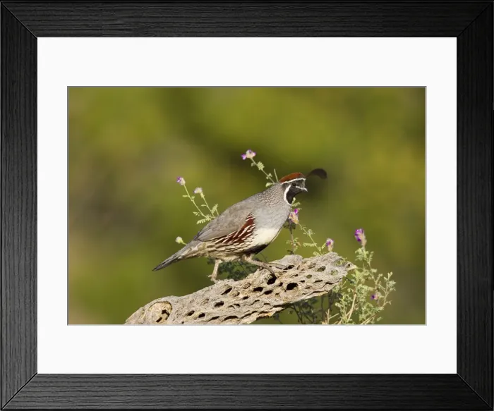Framed Print : Gambel's Quail. Adult male. Southeast Arizona in March. USA Framed Print : Gambel's Quail. Adult male. Southeast Arizona in March. USA