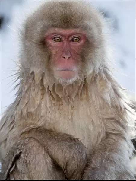 Japanese Macaque - portrait - Jigokudani Park - Japan