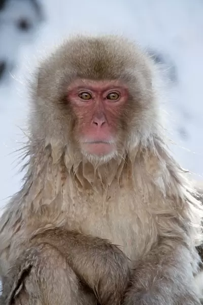 Japanese Macaque - portrait - Jigokudani Park - Japan