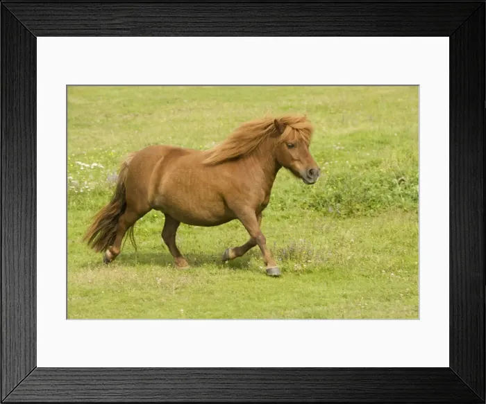 Framed Print : Shetland Pony Framed Print : Shetland Pony