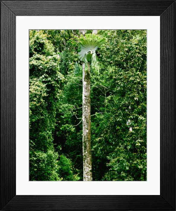 Framed Print : Upland rainforest with Staghorn (Elkhorn) - Atherton Tableland - North Queensland - Australia JFL00183 Framed Print : Upland rainforest with Staghorn (Elkhorn) - Atherton Tableland - North Queensland - Australia JFL00183