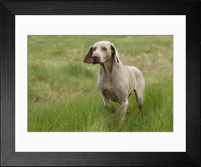 Framed Print : Dog - Weimaraner Framed Print : Dog - Weimaraner
