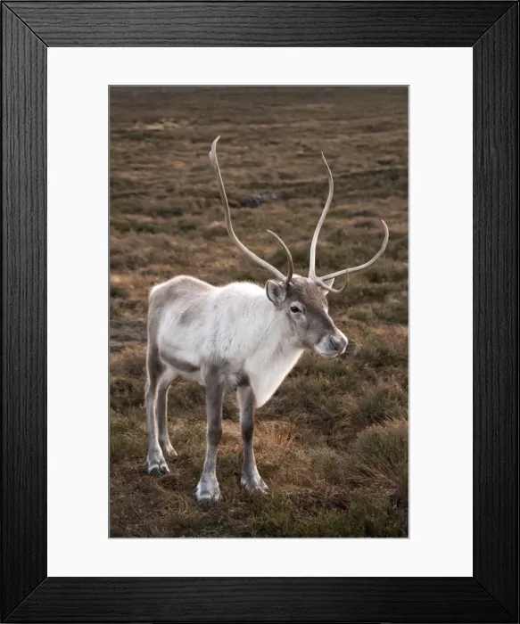 Framed Print : Reindeer - Cairngorm NP - Scotland Framed Print : Reindeer - Cairngorm NP - Scotland