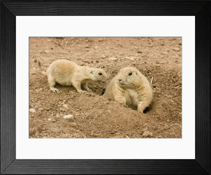 Framed Print : Black Tailed Prairie Marmots - adult & juvenile Framed Print : Black Tailed Prairie Marmots - adult & juvenile