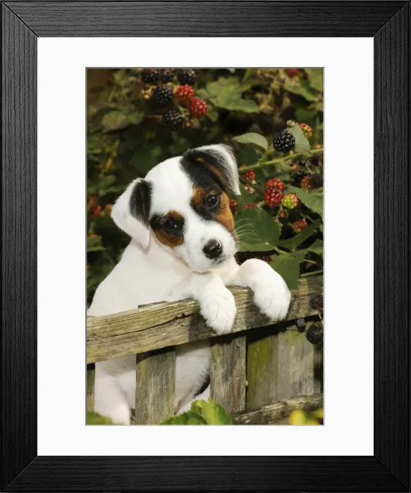 Framed Print : DOG. Parson jack russell terrier puppy looking over fence Framed Print : DOG. Parson jack russell terrier puppy looking over fence