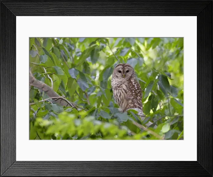 Framed Print : Barred Owl adult in day roost near nest cavity. May in Connecticut, USA Framed Print : Barred Owl adult in day roost near nest cavity. May in Connecticut, USA
