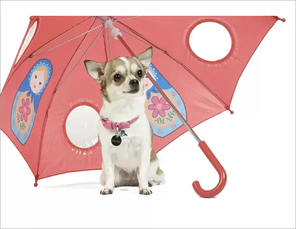 Dog - short-haired Chihuahua in studio - sitting under pink umbrella