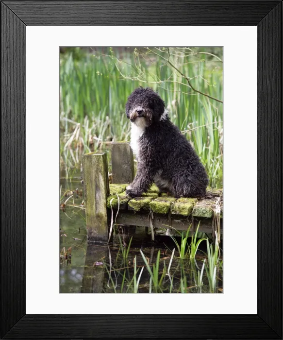 Framed Print : DOG. Spanish Water Dog Framed Print : DOG. Spanish Water Dog