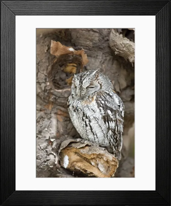 Framed Print : Scops Owl - at roost - South Africa Framed Print : Scops Owl - at roost - South Africa