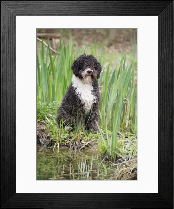 Framed Print : DOG. Spanish Water Dog Framed Print : DOG. Spanish Water Dog