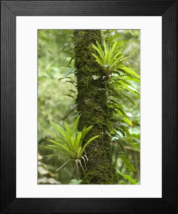 Framed Print : Air plants and fern species - growing on tree trunk - Asa Wright Centre - Trinidad Framed Print : Air plants and fern species - growing on tree trunk - Asa Wright Centre - Trinidad