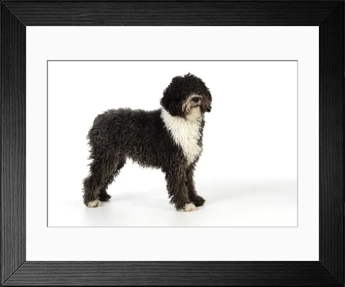 Framed Print : DOG. Spanish Water Dog Framed Print : DOG. Spanish Water Dog