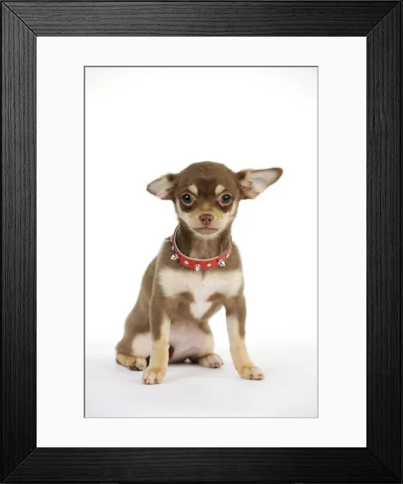 Framed Print : DOG. Chihuahua puppy wearing studded collar Framed Print : DOG. Chihuahua puppy wearing studded collar
