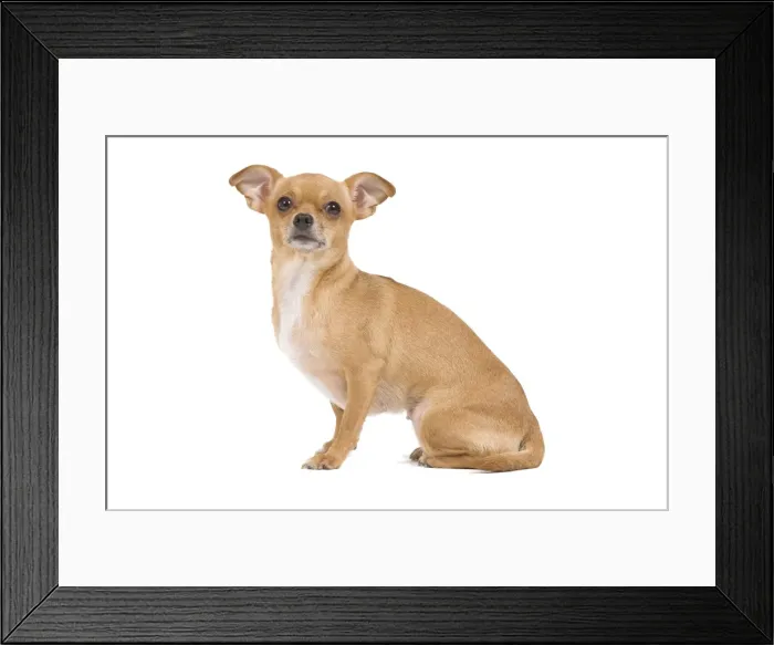 Framed Print : Dog - short-haired Chihuahua in studio Framed Print : Dog - short-haired Chihuahua in studio