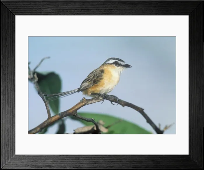 Framed Print : Sharp-tailed Tyrant - Brazil Framed Print : Sharp-tailed Tyrant - Brazil