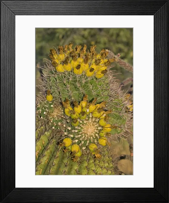 Framed Print : Fishhook Barrel Cactus - Unusual growth form- Bearing fruit - Also called compass barrel cactus as the crown tilts to the south Sonoran Desert - Arizona - USA Framed Print : Fishhook Barrel Cactus - Unusual growth form- Bearing fruit - Also called compass barrel cactus as the crown tilts to the south Sonoran Desert - Arizona - USA