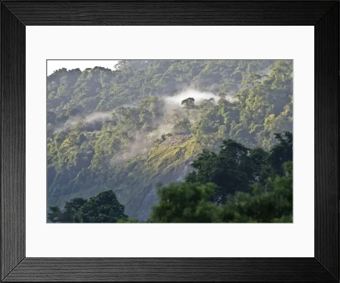 Framed Print : Early morning mist - In forest at Asa Wright Centre - Trinidad Framed Print : Early morning mist - In forest at Asa Wright Centre - Trinidad