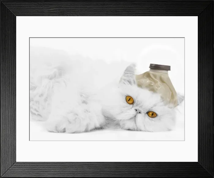 Framed Print : Cat - with ice pack on head - Get Well Framed Print : Cat - with ice pack on head - Get Well