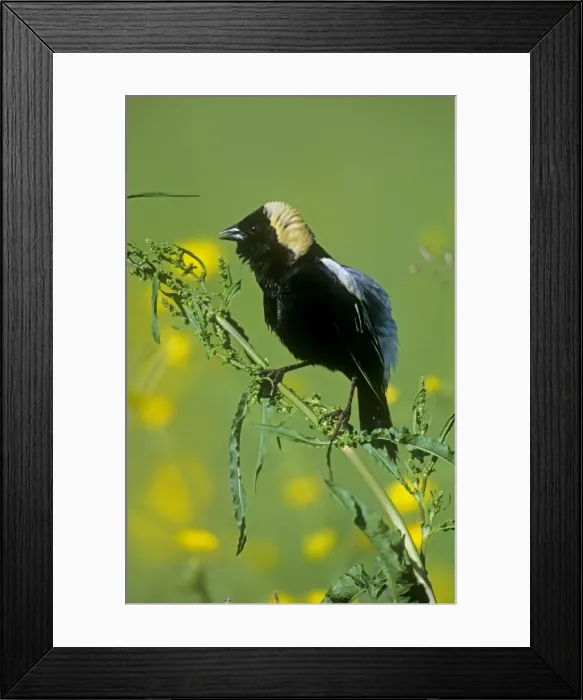 Framed Print : Bobolink - breeding male - Durham - CT - USA Framed Print : Bobolink - breeding male - Durham - CT - USA