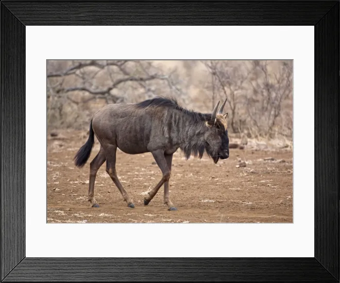 Framed Print : Wildebeest - walking - Kruger National Park - South Africa Framed Print : Wildebeest - walking - Kruger National Park - South Africa