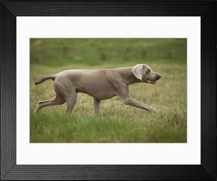Framed Print : Dog - Weimaraner Framed Print : Dog - Weimaraner