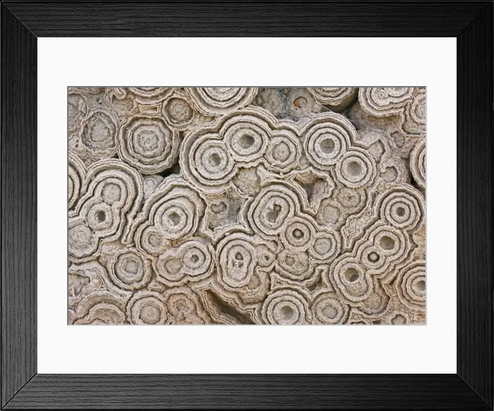 Framed Print : Fossil Stromatolites Morocco Cretaceous Framed Print : Fossil Stromatolites Morocco Cretaceous