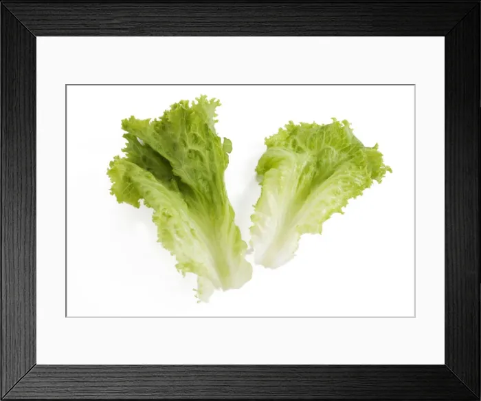 Framed Print : Lettuce - in studio Framed Print : Lettuce - in studio