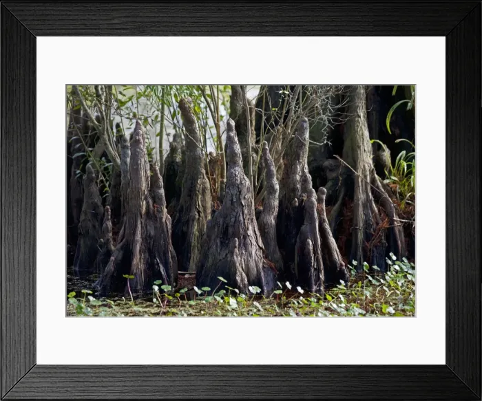 Framed Print : Bald Cypress Trees Knees - in Louisiana Swamp - Growths with function being unclear but thought to be helpful in respiration Louisiana - USA Framed Print : Bald Cypress Trees Knees - in Louisiana Swamp - Growths with function being unclear but thought to be helpful in respiration Louisiana - USA