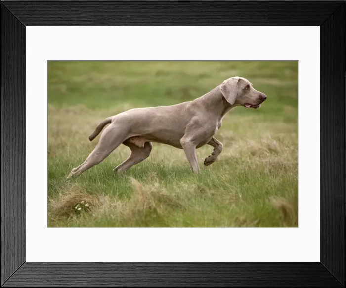 Framed Print : Dog - Weimaraner Framed Print : Dog - Weimaraner