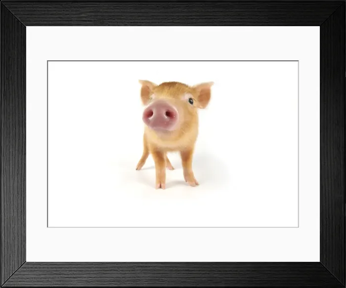 Framed Print : Pig. Tamworth piglet on white background