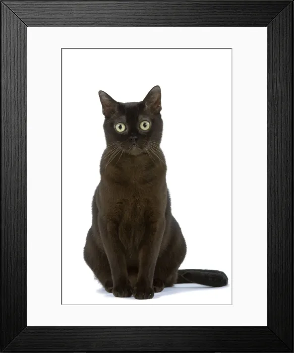 Framed Print : Cat - American Burmese Zibeline / Sable - in studio Framed Print : Cat - American Burmese Zibeline / Sable - in studio
