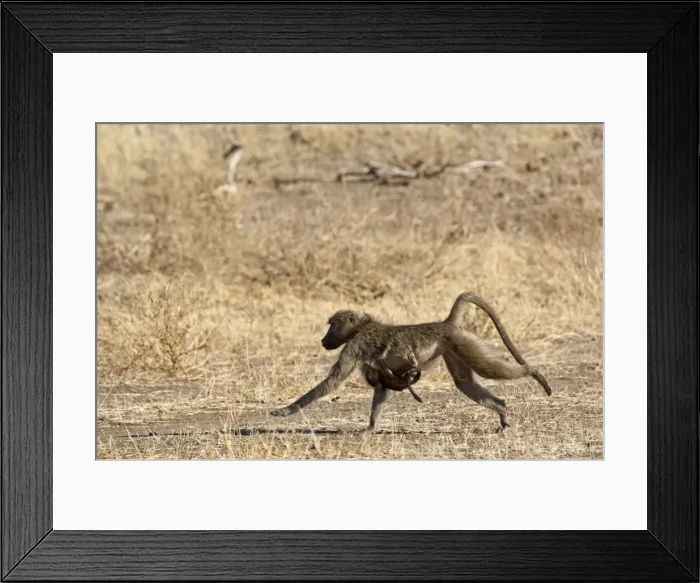 Framed Print : Chacma Baboon - female running with baby clinging to breast - Mashatu Game Reserve - Botswana Framed Print : Chacma Baboon - female running with baby clinging to breast - Mashatu Game Reserve - Botswana