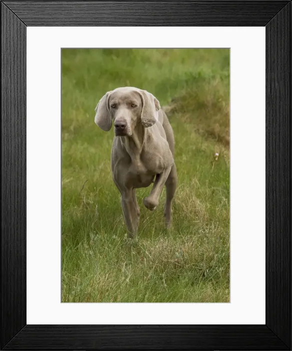 Framed Print : Dog - Weimaraner Framed Print : Dog - Weimaraner