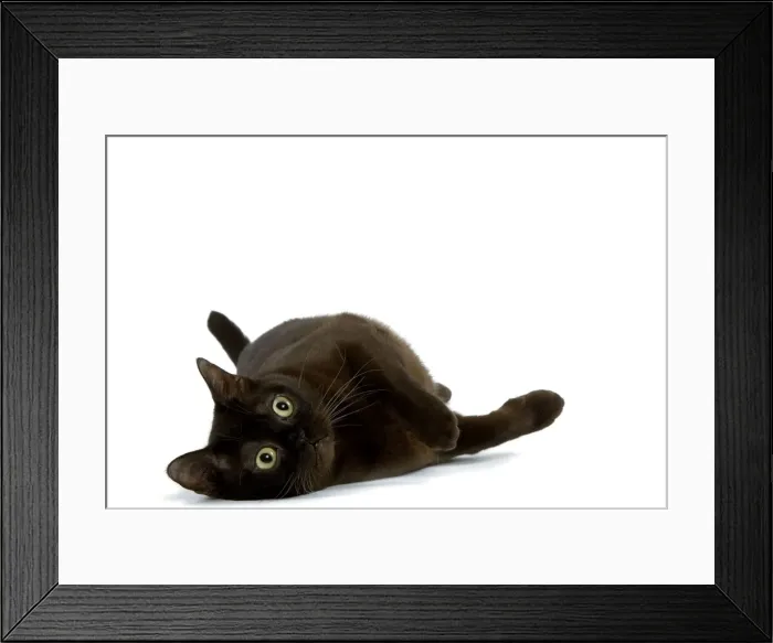 Framed Print : Cat - American Burmese Zibeline / Sable - in studio Framed Print : Cat - American Burmese Zibeline / Sable - in studio