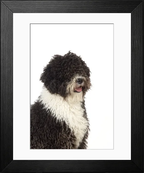 Framed Print : DOG. Spanish Water Dog Framed Print : DOG. Spanish Water Dog
