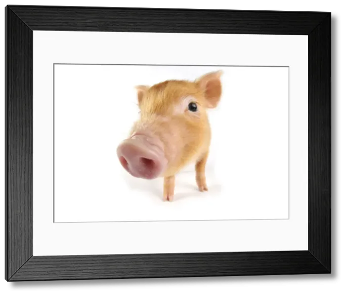 Framed Print : Pig. Tamworth piglet on white background Framed Print : Pig. Tamworth piglet on white background