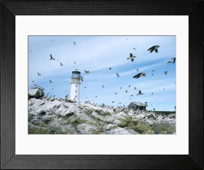 Framed Print : Sule Skerry Puffins - around lighthouse - Sule Skerry - North Atlanic Framed Print : Sule Skerry Puffins - around lighthouse - Sule Skerry - North Atlanic