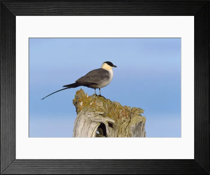 Framed Print : Long-tailed Skua - Seward Peninsula Alaska Framed Print : Long-tailed Skua - Seward Peninsula Alaska