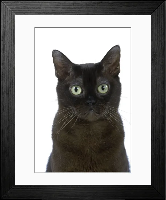 Framed Print : Cat - American Burmese Zibeline / Sable - in studio Framed Print : Cat - American Burmese Zibeline / Sable - in studio