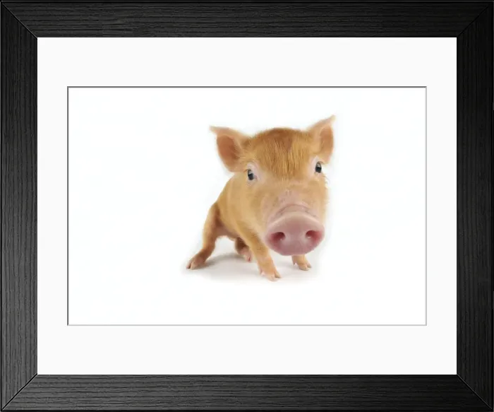 Framed Print : Pig. Tamworth piglet on white background Framed Print : Pig. Tamworth piglet on white background