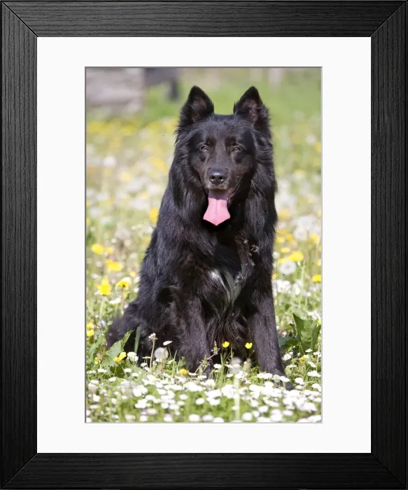 Framed Print : Dog - Groenendael / Belgian Shepherd Dog. Also known as Chien de Berger Belge Framed Print : Dog - Groenendael / Belgian Shepherd Dog. Also known as Chien de Berger Belge