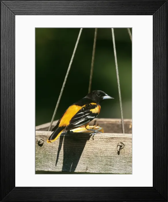 Framed Print : Baltimore Oriole - male eating orange Framed Print : Baltimore Oriole - male eating orange