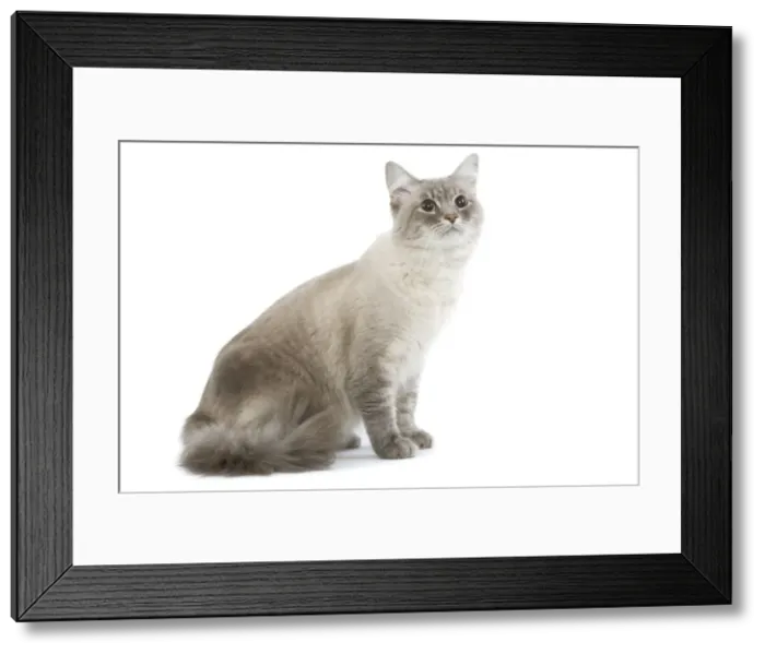 Framed Print : Cat - Siberian / Neva Masquerade blue tabby point in studio Framed Print : Cat - Siberian / Neva Masquerade blue tabby point in studio