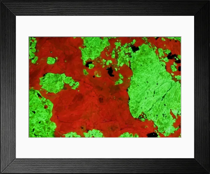 Framed Print : Fluorescent Minerals Willemite and Calcite - Sterling Hill Mine - Ogdensburg-New Jersey - Photographed under UV light Photo courtesy of Polman Minerals Framed Print : Fluorescent Minerals Willemite and Calcite - Sterling Hill Mine - Ogdensburg-New Jersey - Photographed under UV light Photo courtesy of Polman Minerals