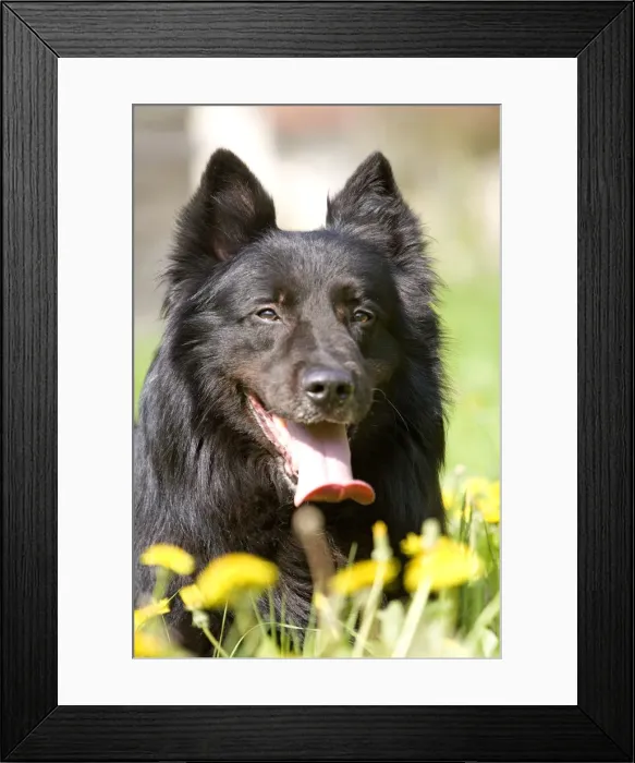 Framed Print : Dog - Groenendael / Belgian Shepherd Dog. Also known as Chien de Berger Belge Framed Print : Dog - Groenendael / Belgian Shepherd Dog. Also known as Chien de Berger Belge