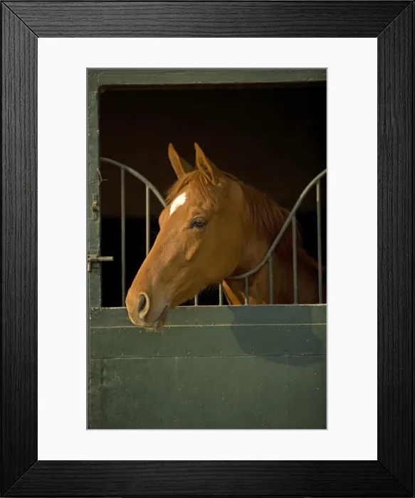 Framed Print : Horses - looking over stable door. Training Center of Chantilly - France Framed Print : Horses - looking over stable door. Training Center of Chantilly - France