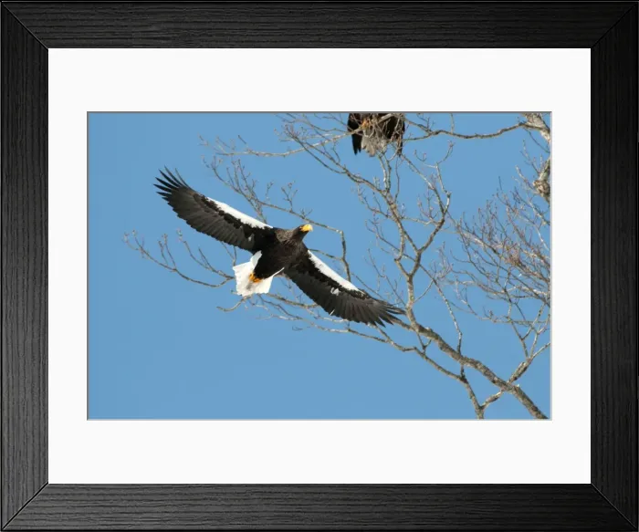 Framed Print : Steller's Sea Eagle - flying into tree roost - Hokkaido Island - Japan Framed Print : Steller's Sea Eagle - flying into tree roost - Hokkaido Island - Japan