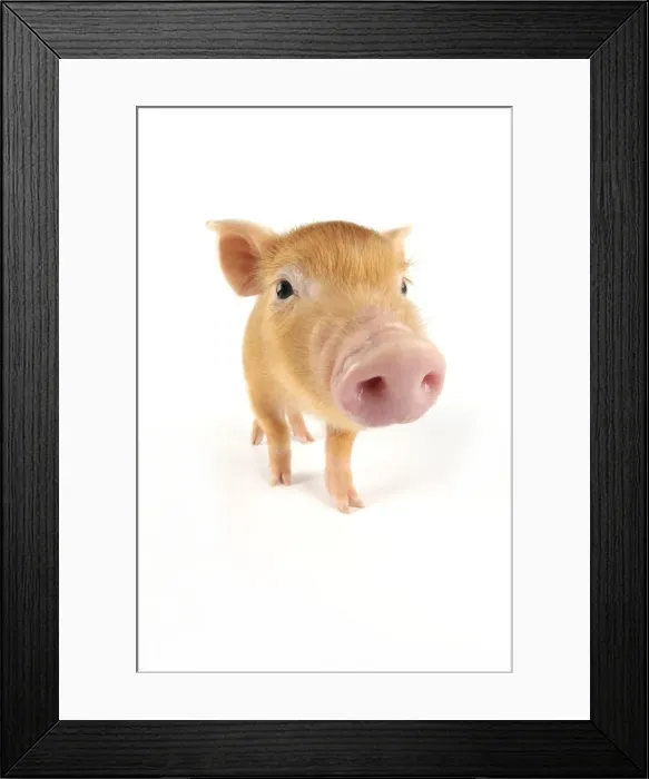 Framed Print : Pig. Tamworth piglet on white background Framed Print : Pig. Tamworth piglet on white background