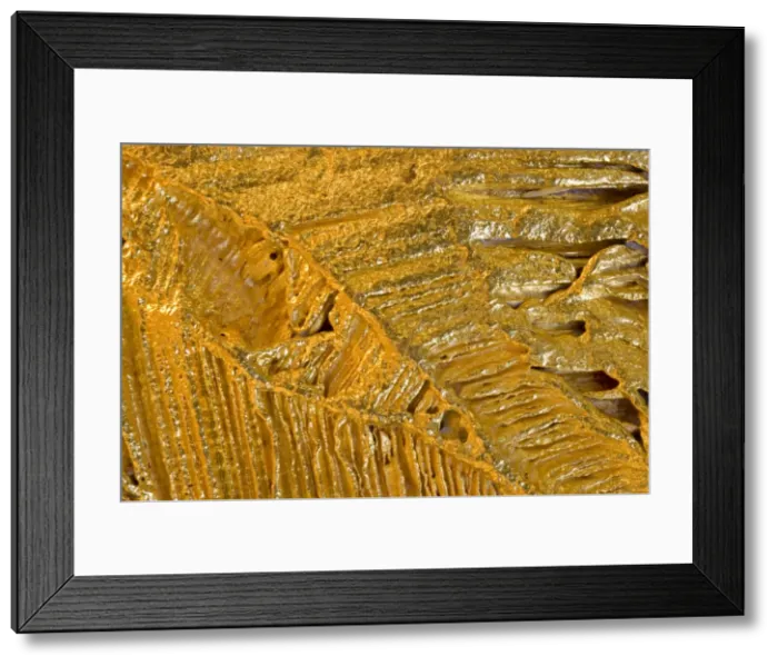 Framed Print : Gold Specimen - Icaburu - Santa Elena-Venezuela Framed Print : Gold Specimen - Icaburu - Santa Elena-Venezuela